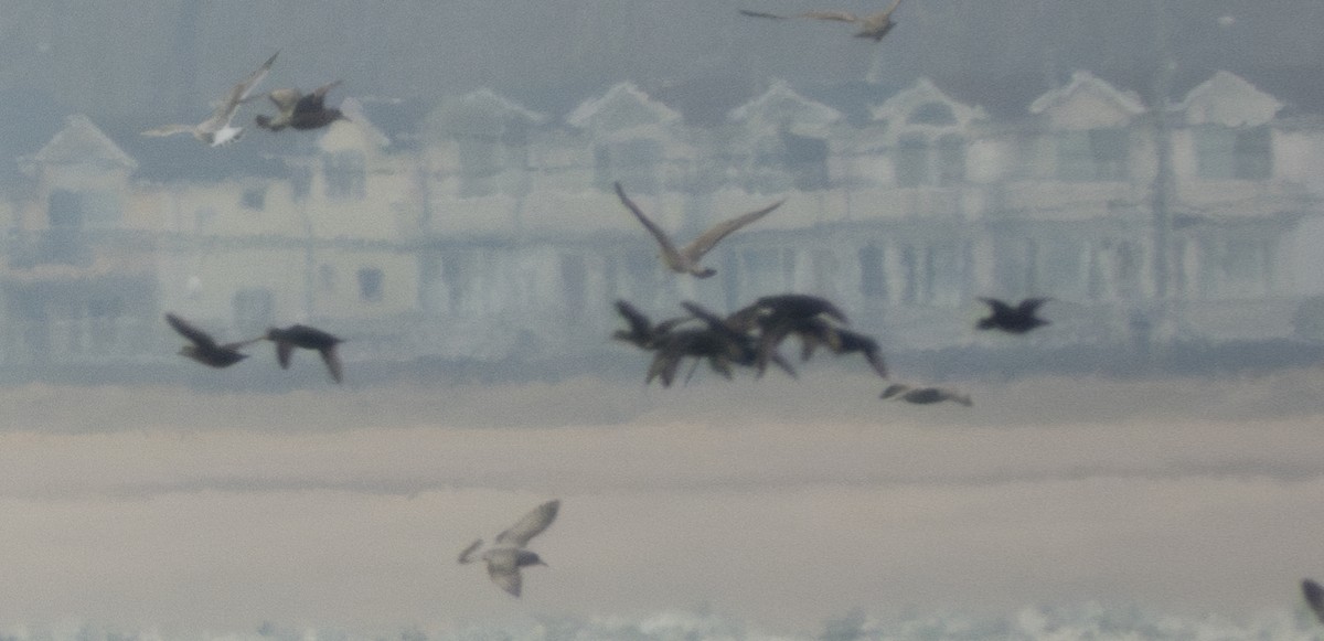 amerikasvartand - ML646546794