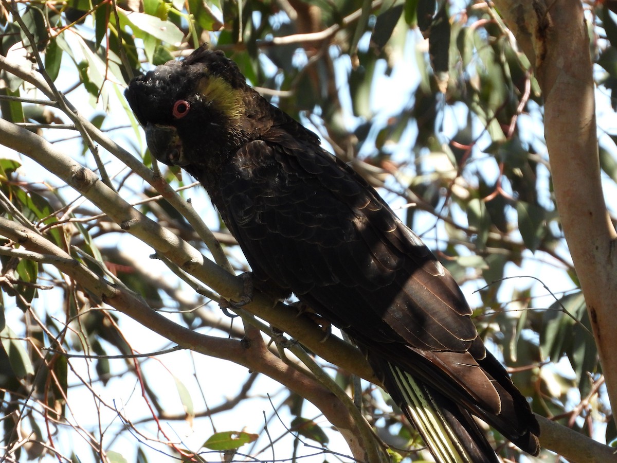 kakadu černý - ML646546796