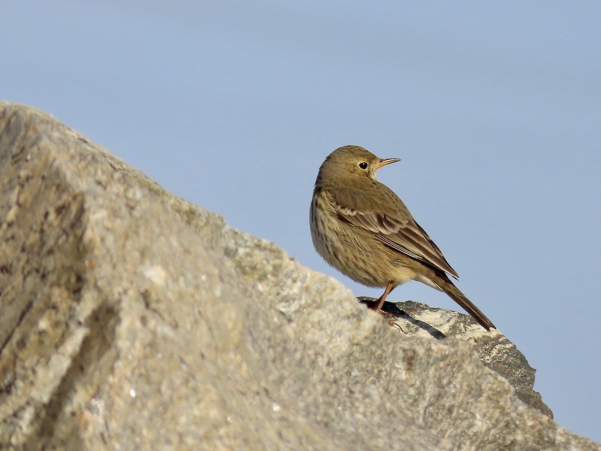 American Pipit - ML646546797