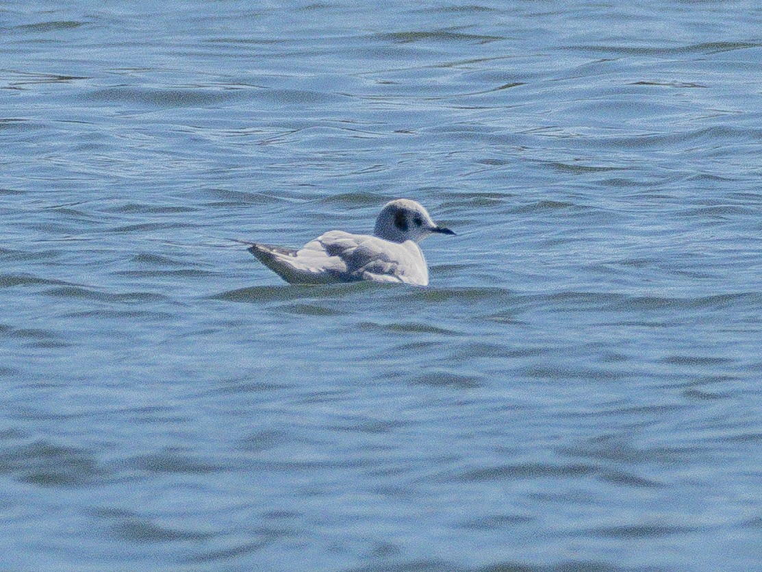 Bonaparte's Gull - ML646546798