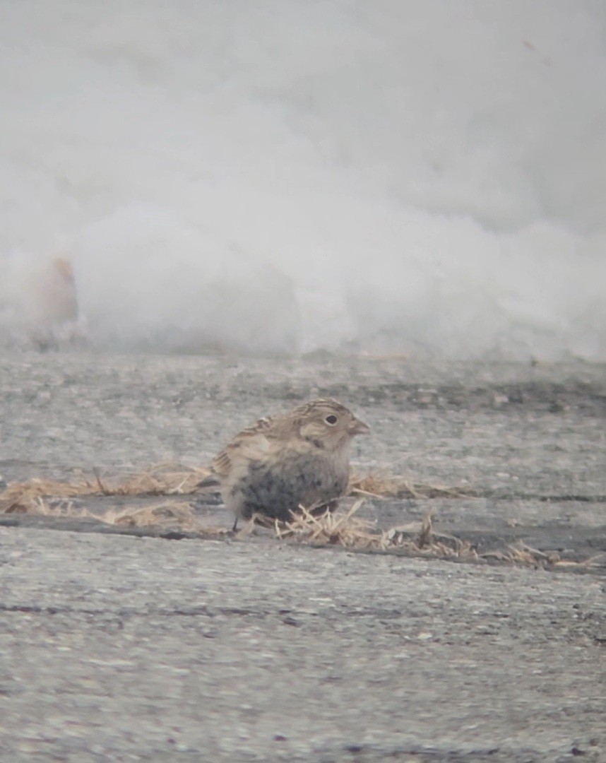 Украшенный подорожник - ML646546799