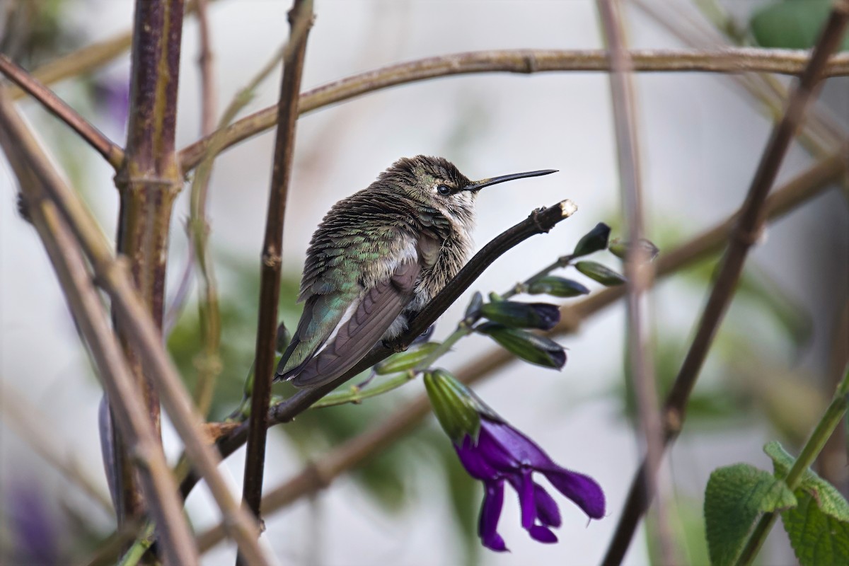 Black-chinned Hummingbird - ML646546800