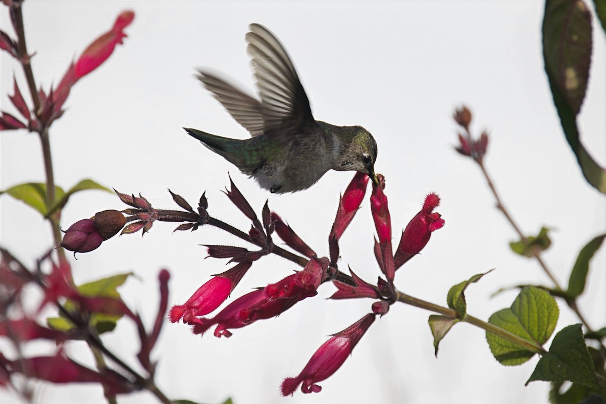 Black-chinned Hummingbird - ML646546801