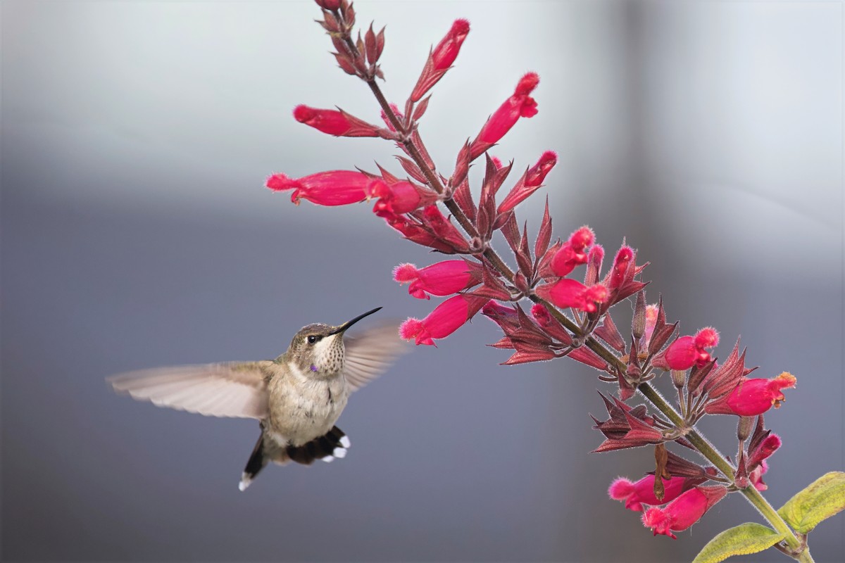 Black-chinned Hummingbird - ML646546802