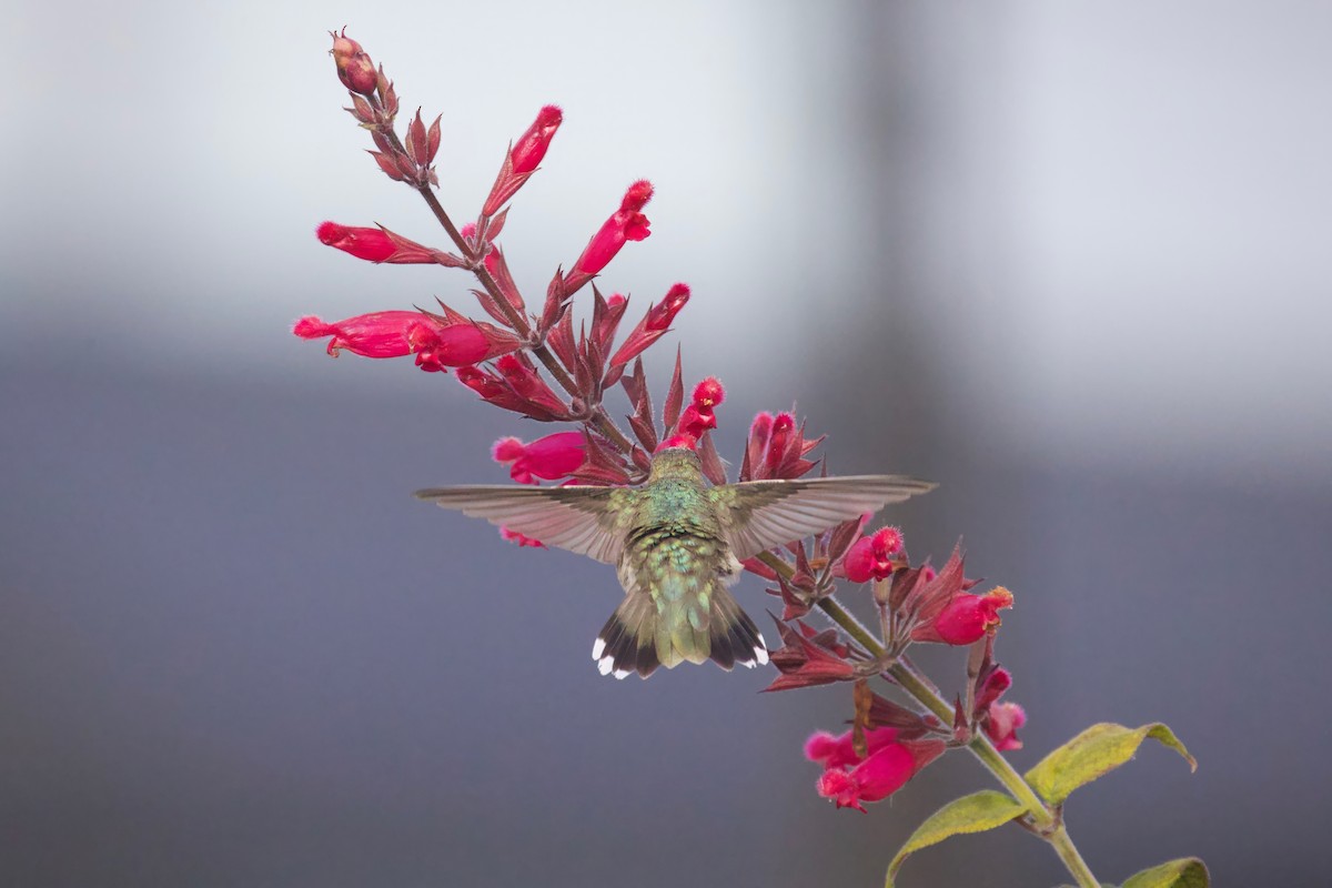 Black-chinned Hummingbird - ML646546803
