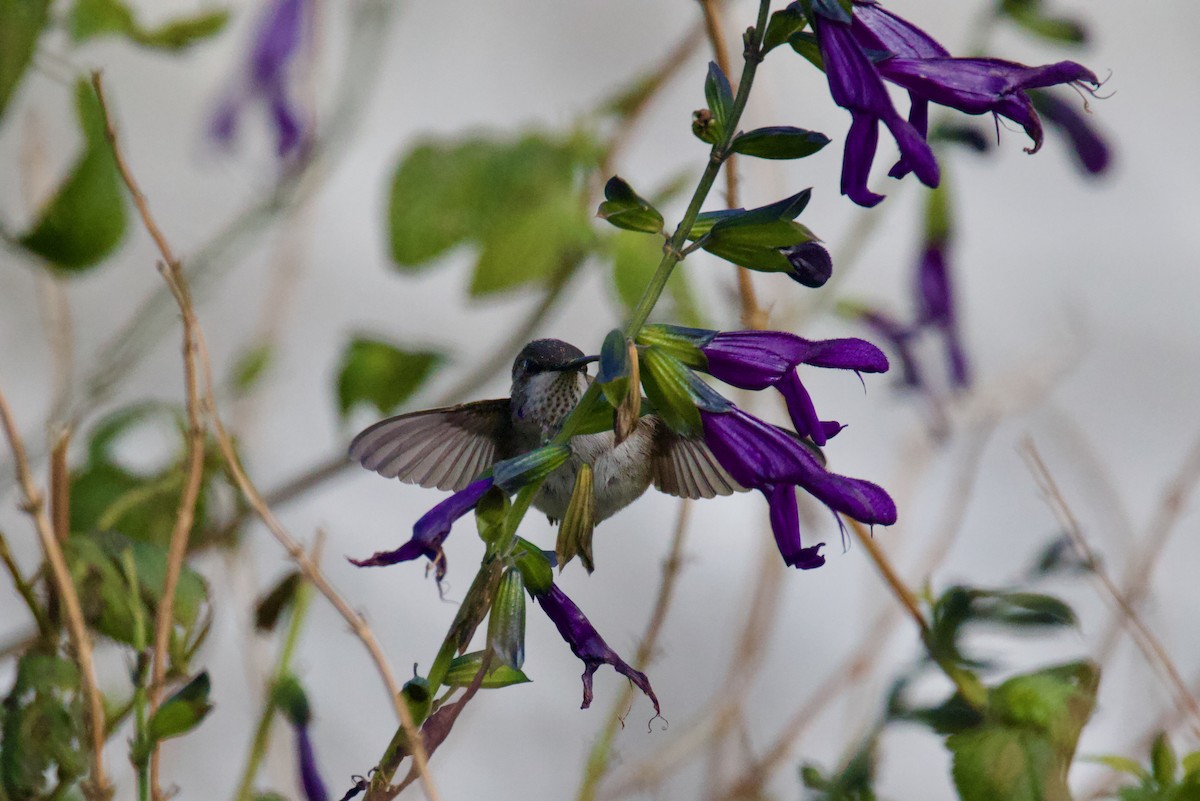 Black-chinned Hummingbird - ML646546804