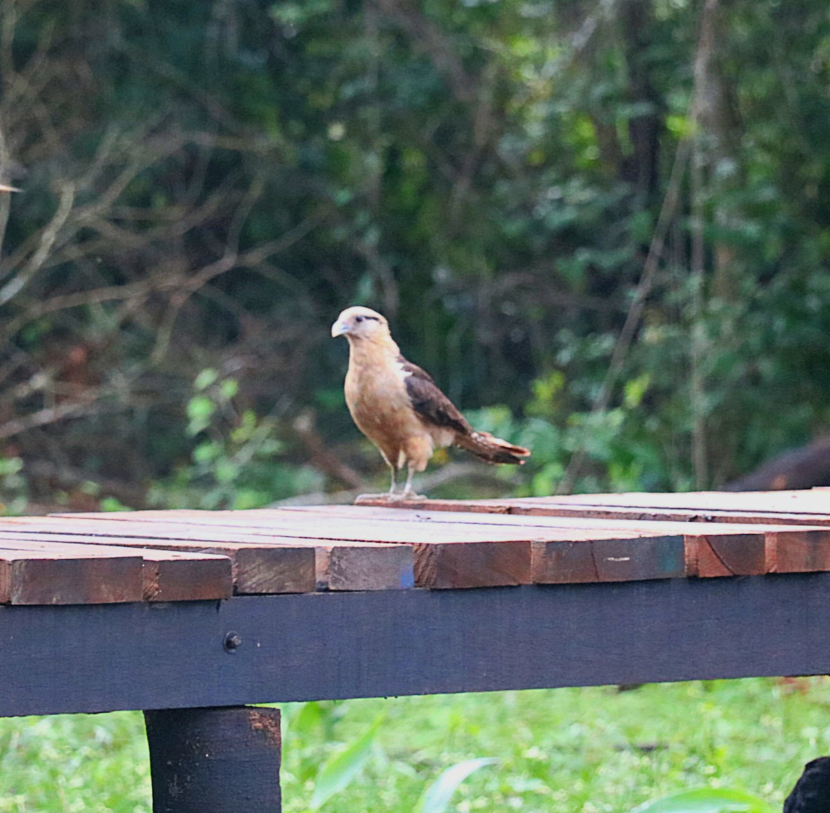 Yellow-headed Caracara - ML646546805