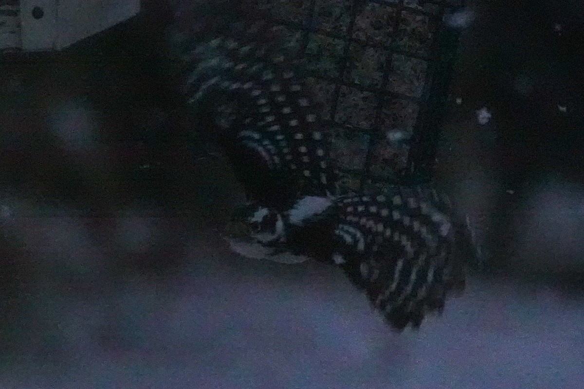 Downy Woodpecker - ML646546806