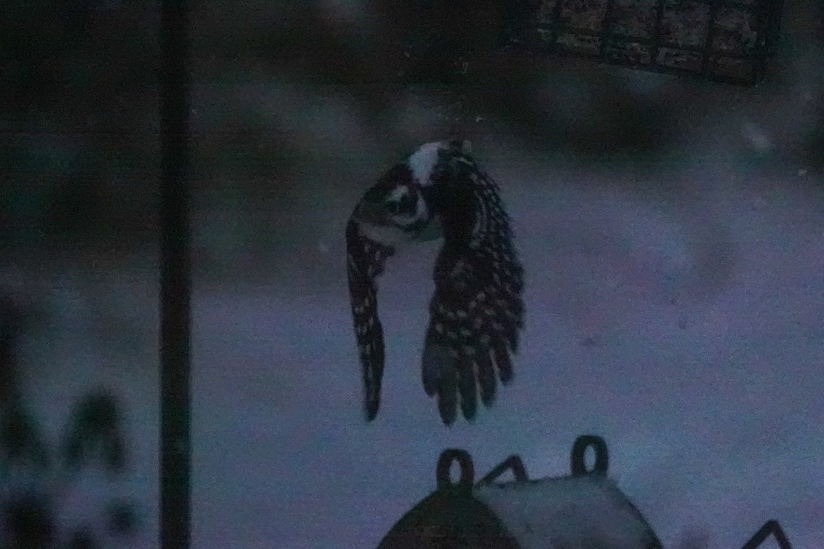 Downy Woodpecker - ML646546807