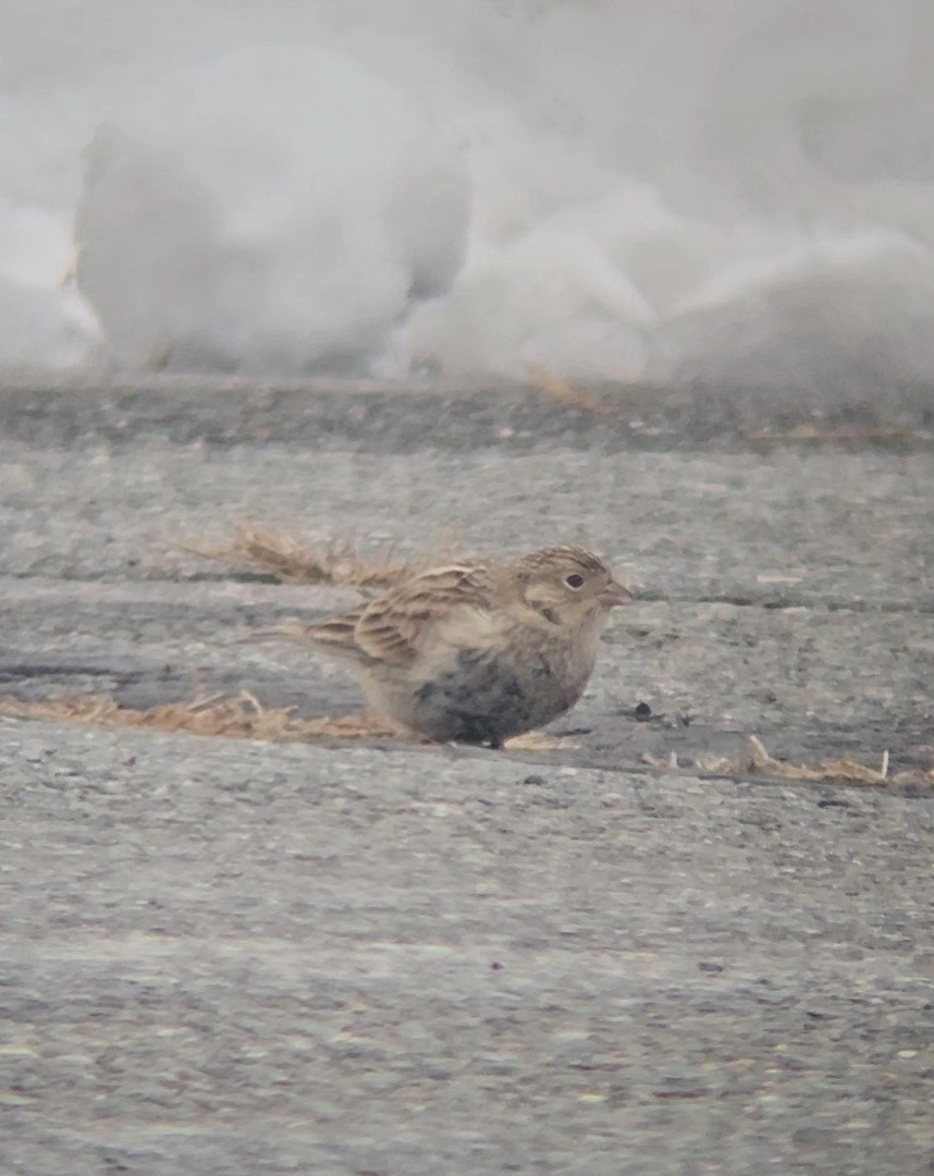 Украшенный подорожник - ML646546808