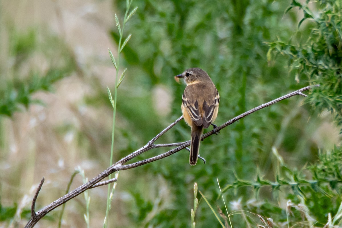Bearded Tachuri - ML646546817