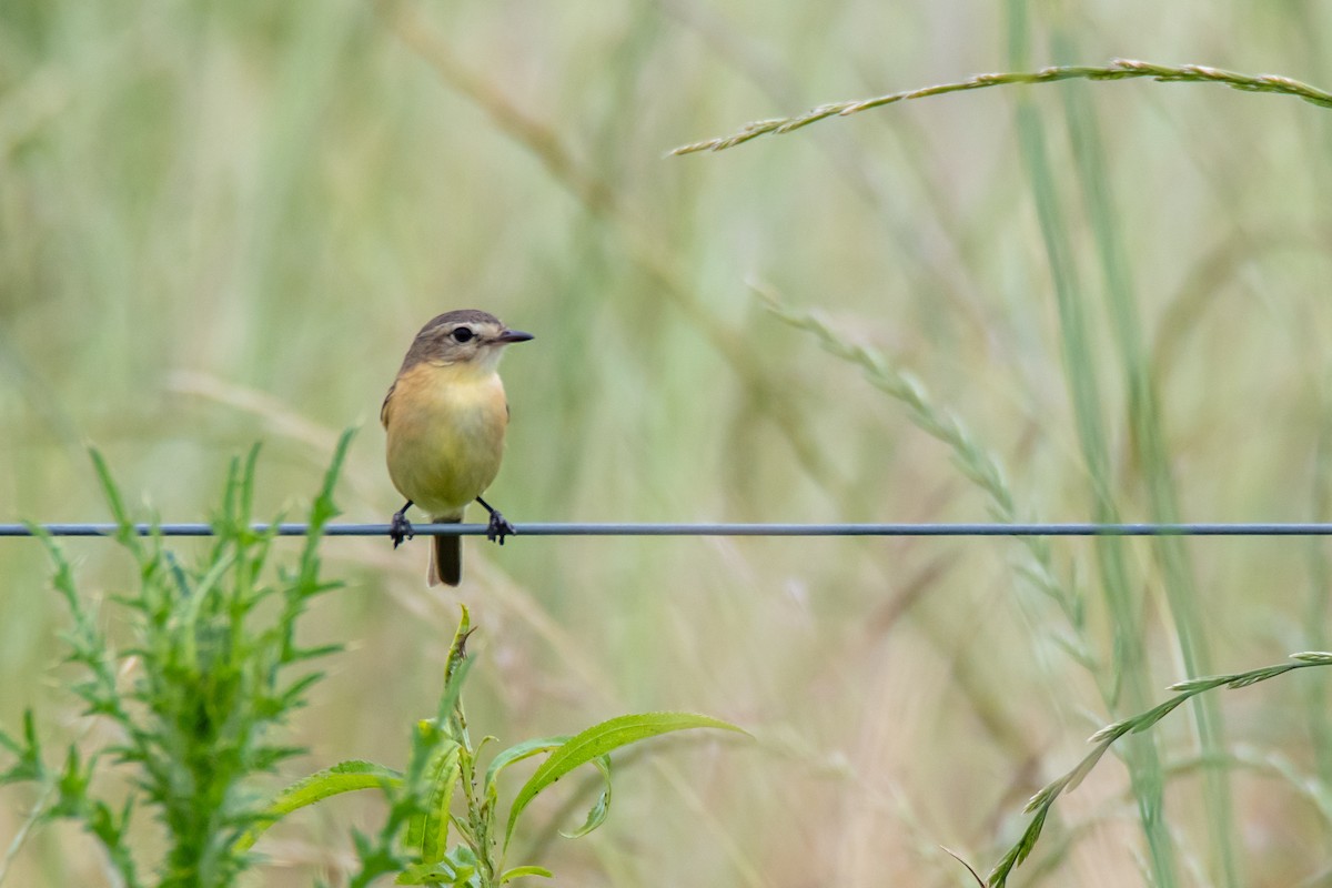 Bearded Tachuri - ML646546818
