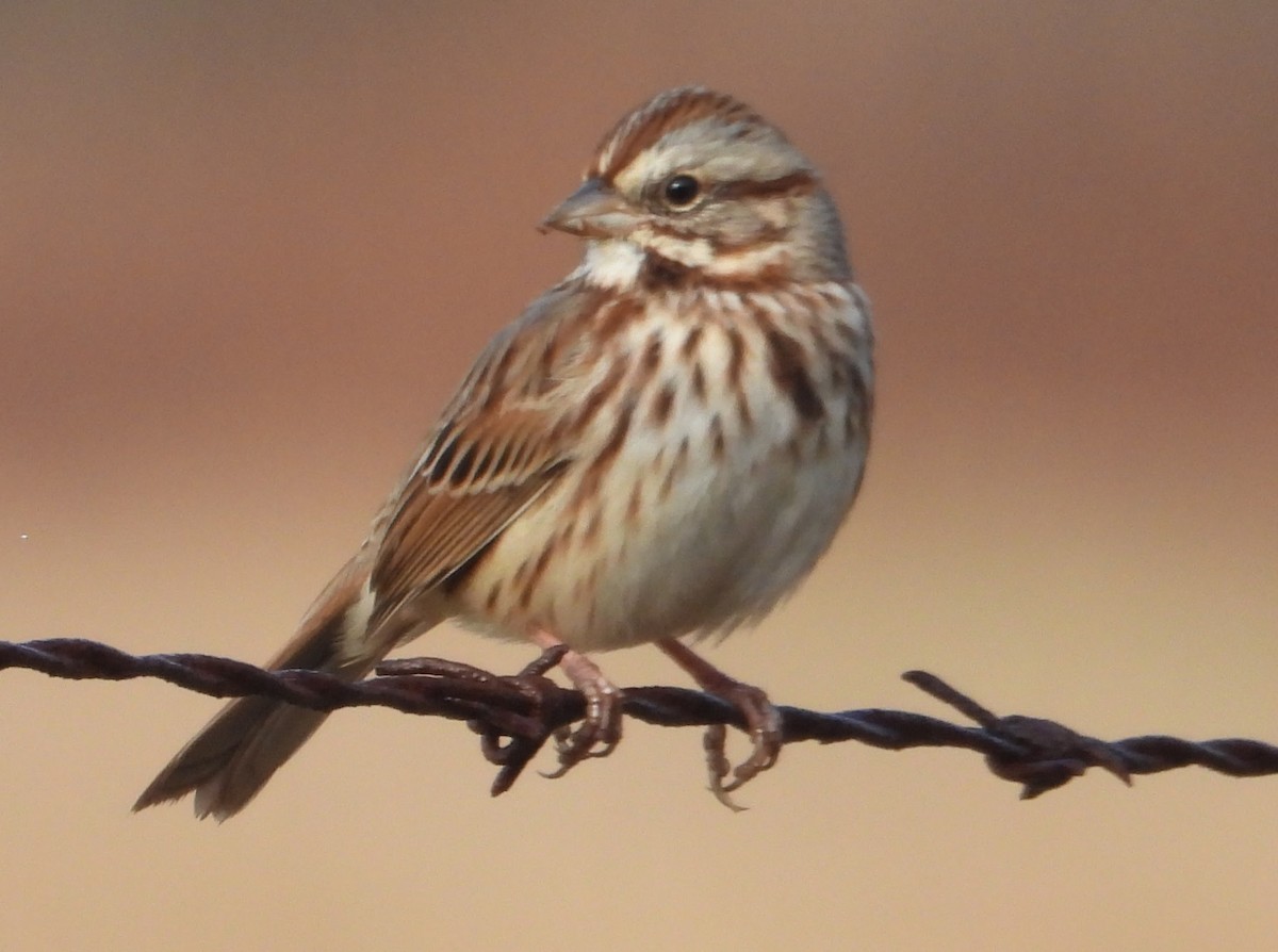 Song Sparrow - ML646546819