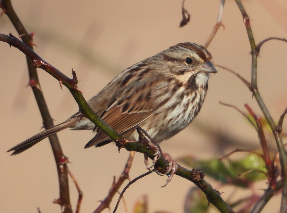 Song Sparrow - ML646546820