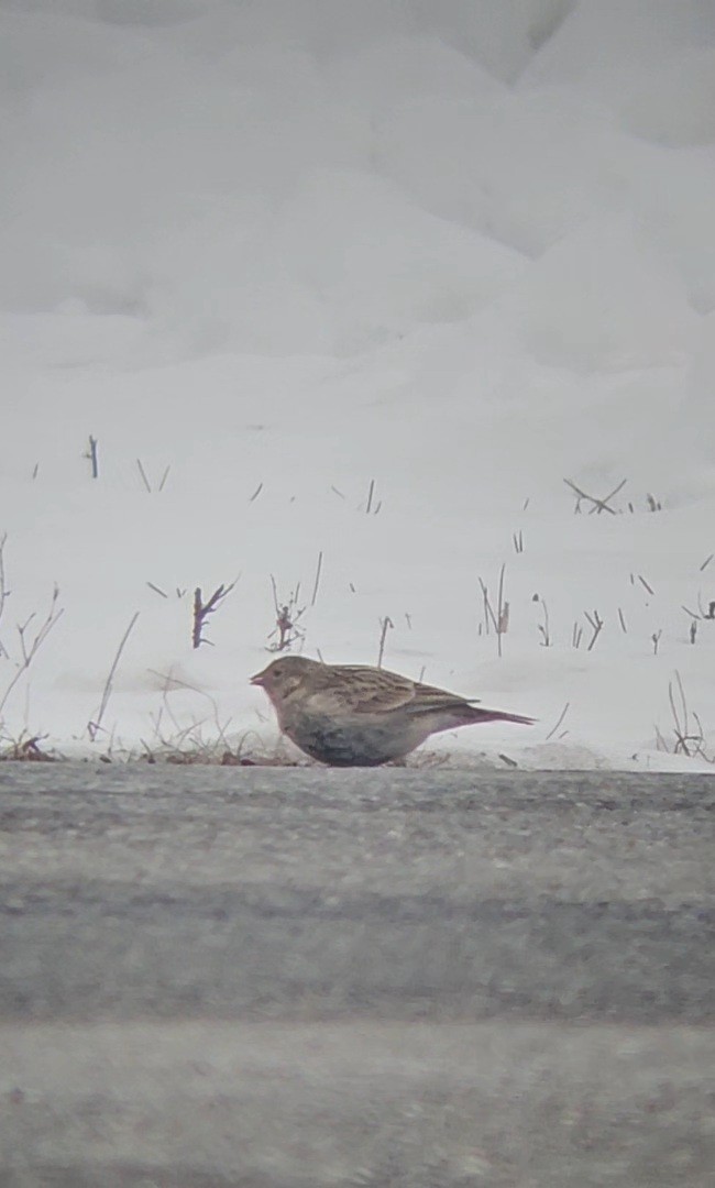Украшенный подорожник - ML646546822