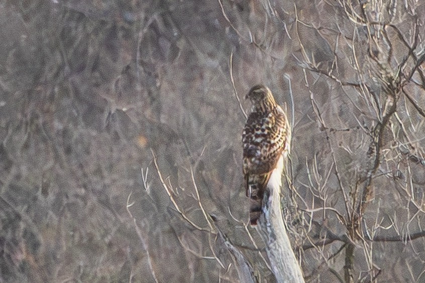 American Goshawk - ML646546823