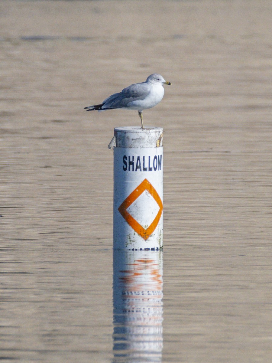 Ring-billed Gull - ML646546824