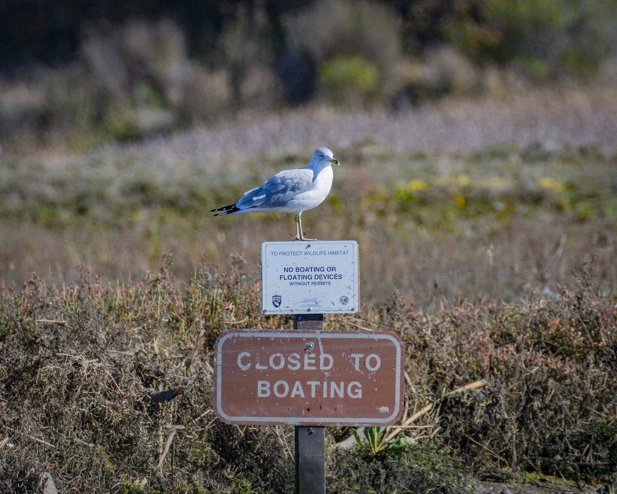 Ring-billed Gull - ML646546825