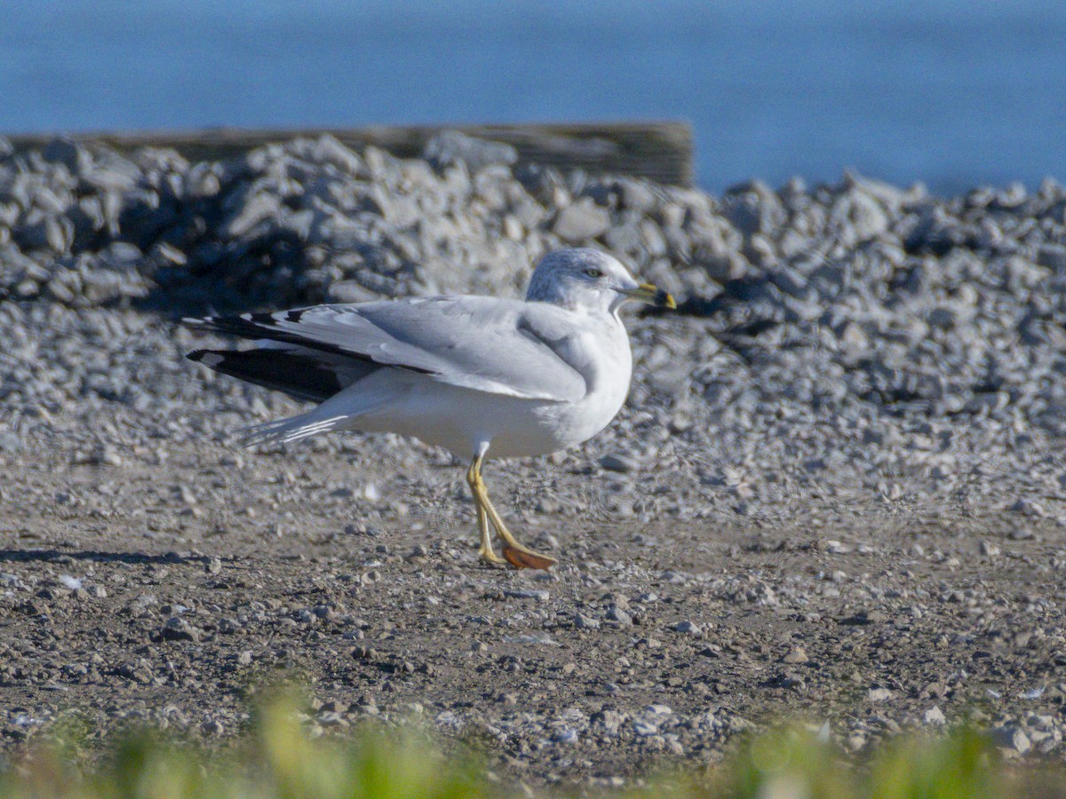 Ring-billed Gull - ML646546826