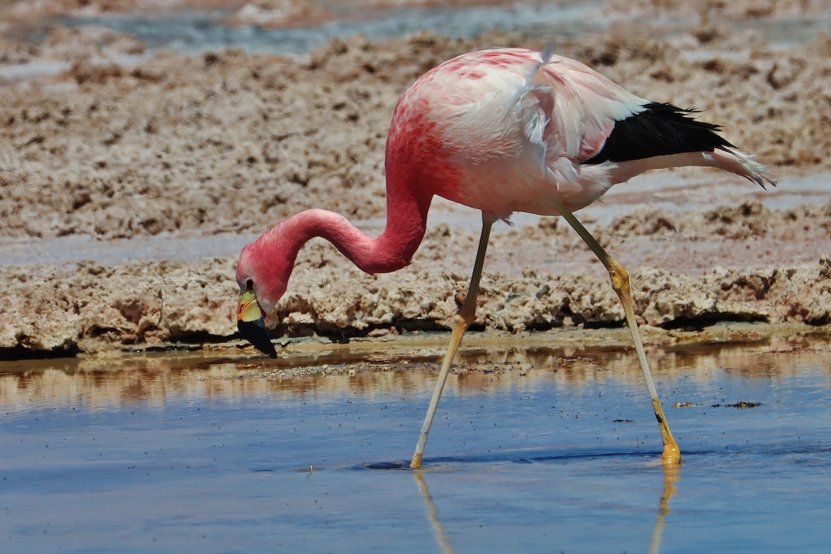 Андский фламинго - ML646546827