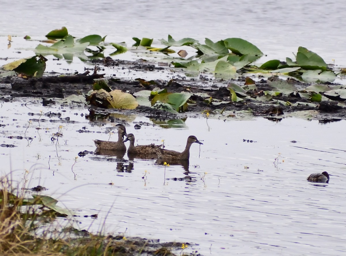 Чирянка блакитнокрила - ML646546828