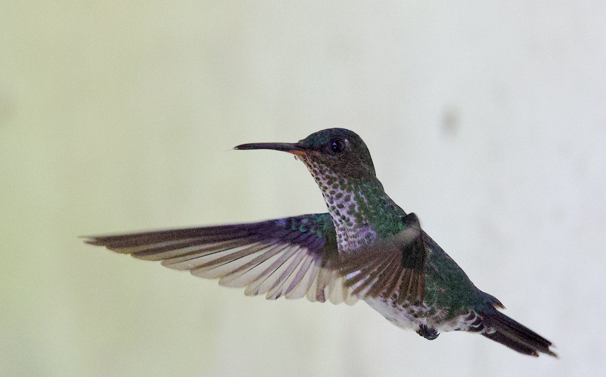 Colibri grivelé - ML646546829