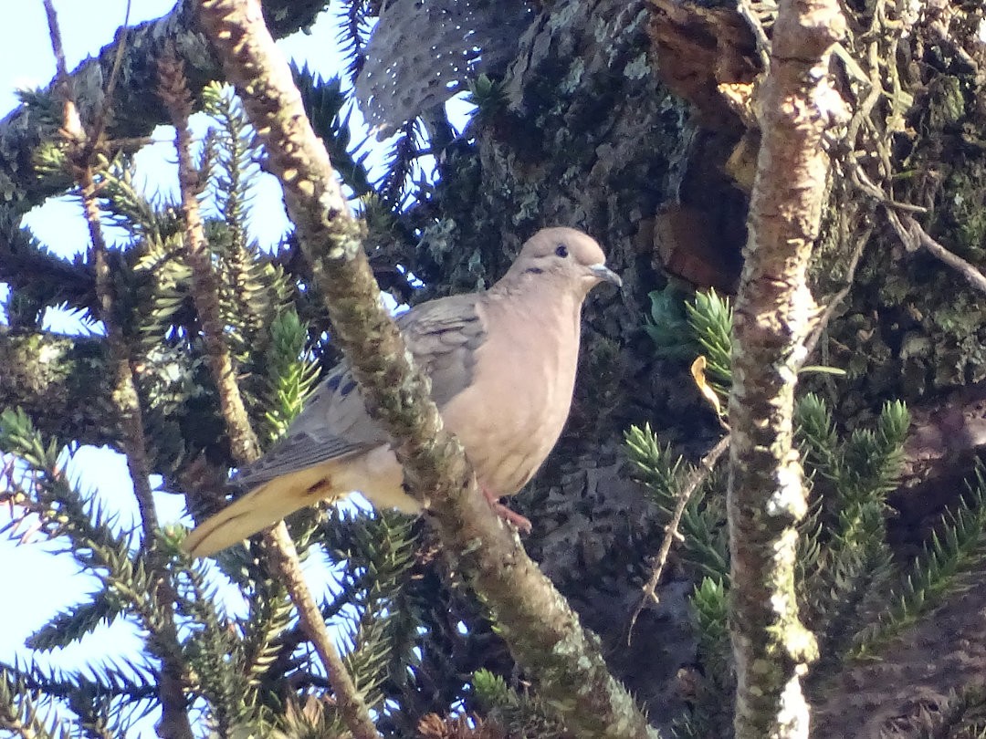 Eared Dove - ML646546830