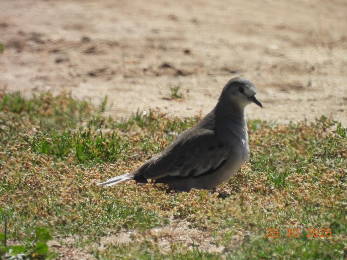 holoubek pikui - ML646546831