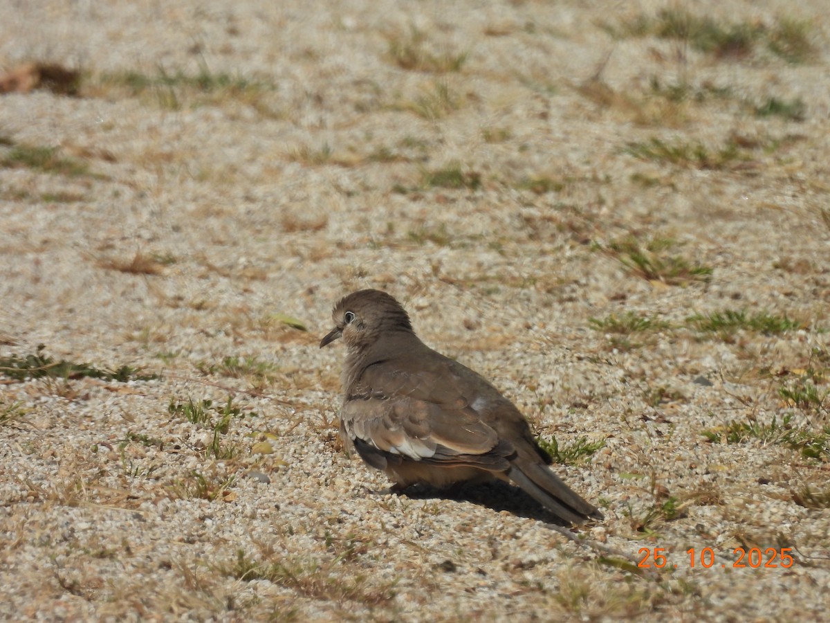 holoubek pikui - ML646546832