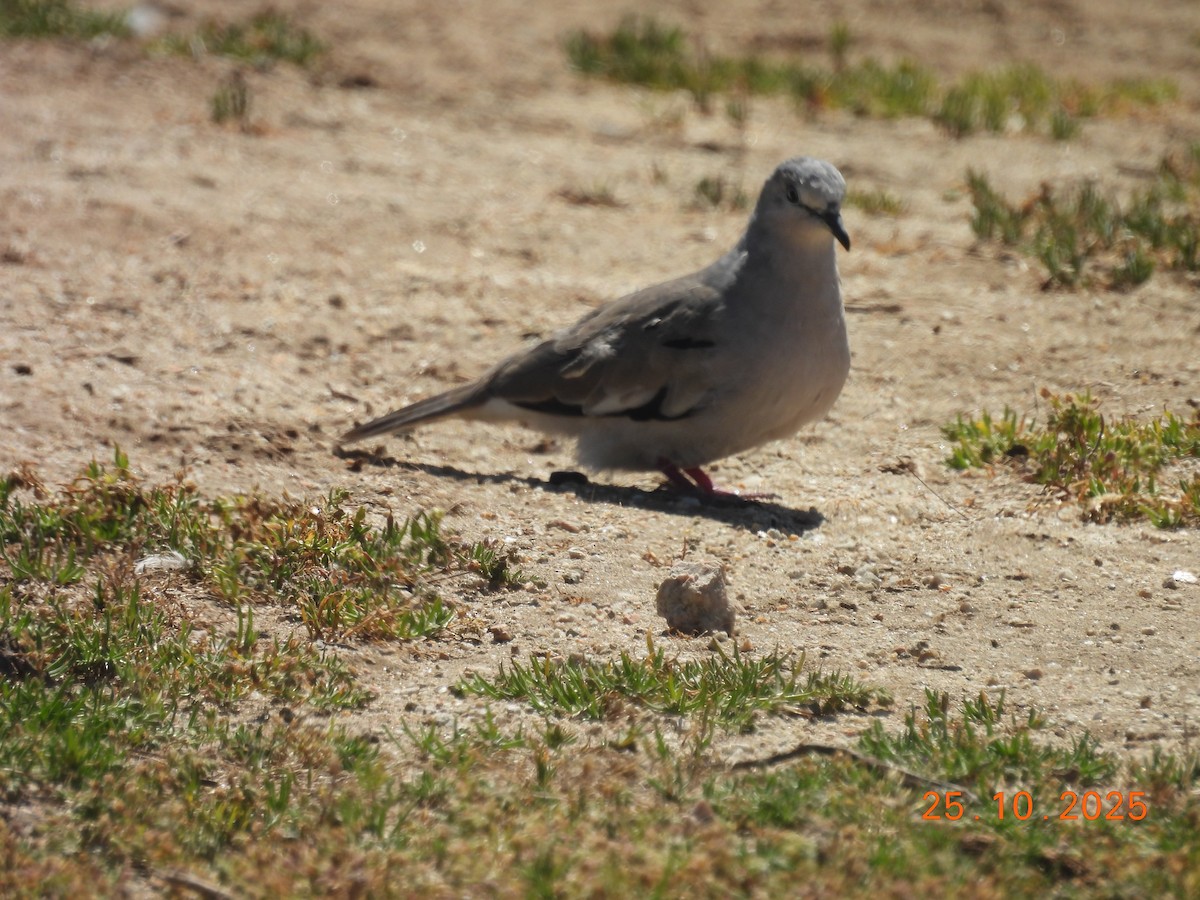 holoubek pikui - ML646546834