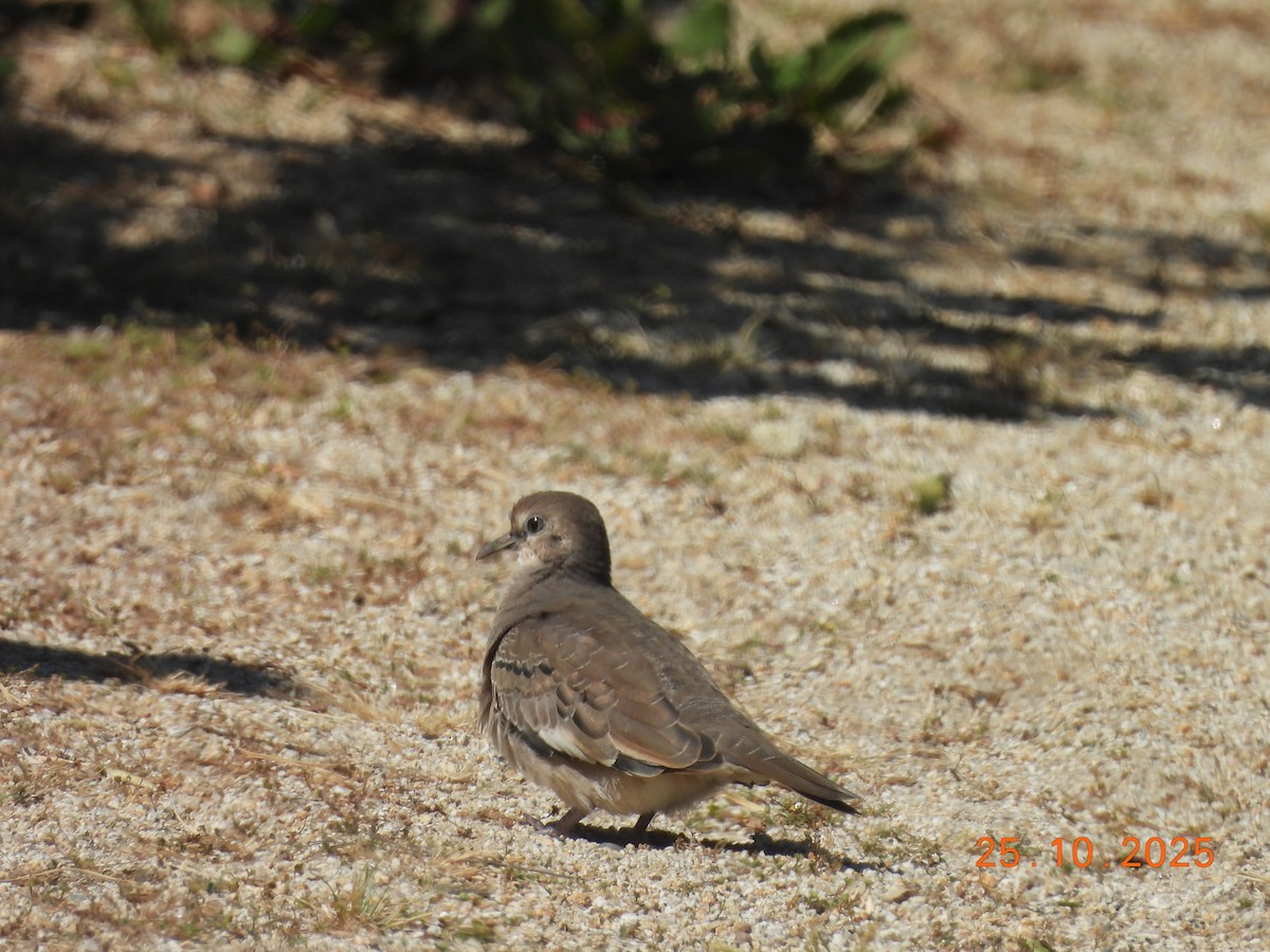 holoubek pikui - ML646546835