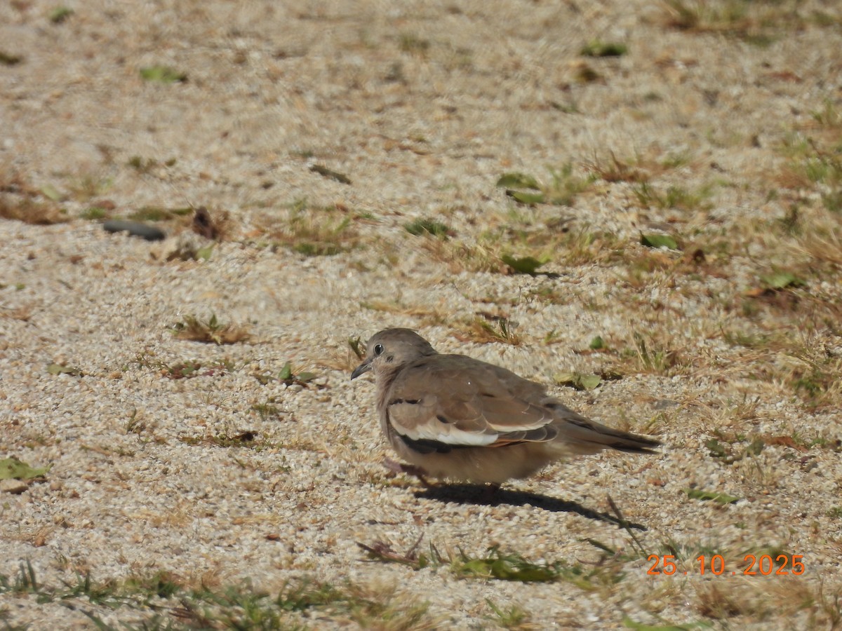 holoubek pikui - ML646546836