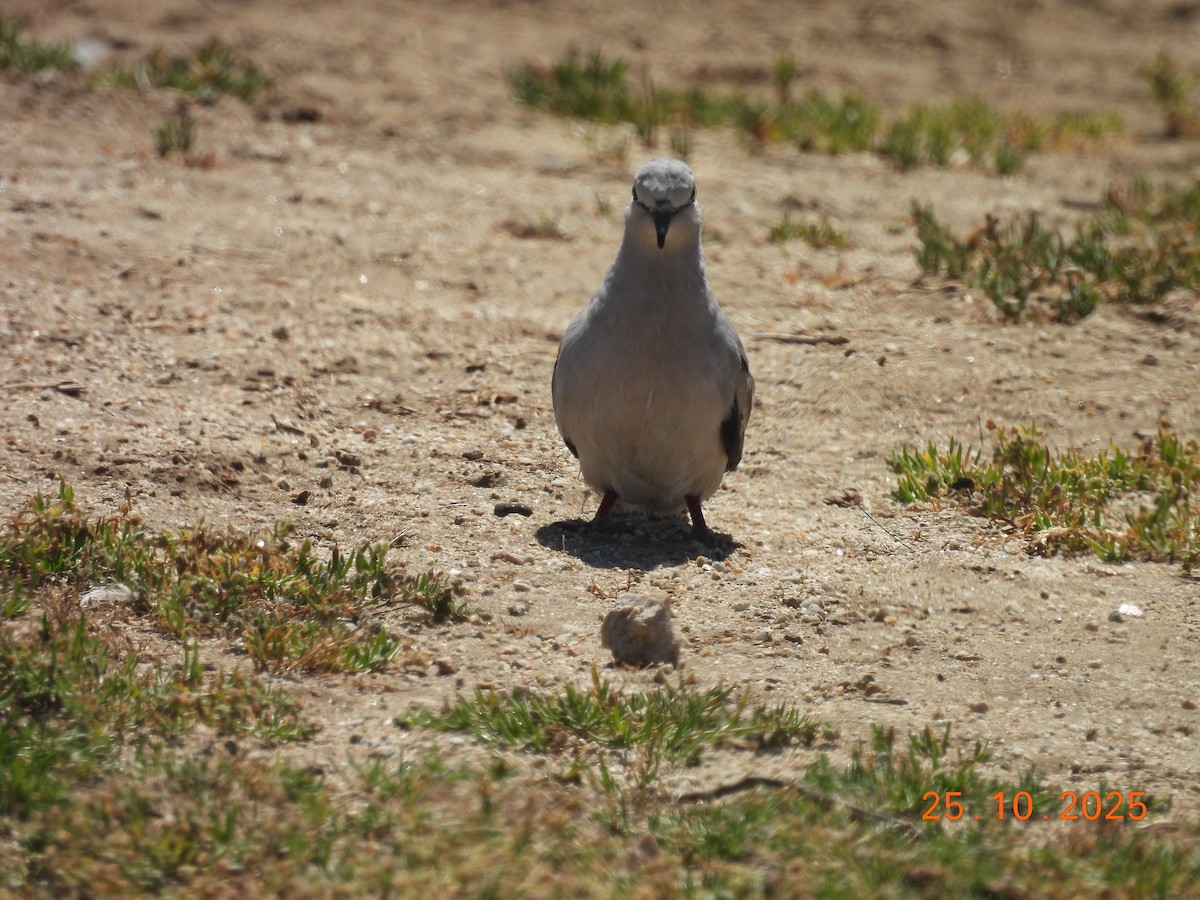 holoubek pikui - ML646546837