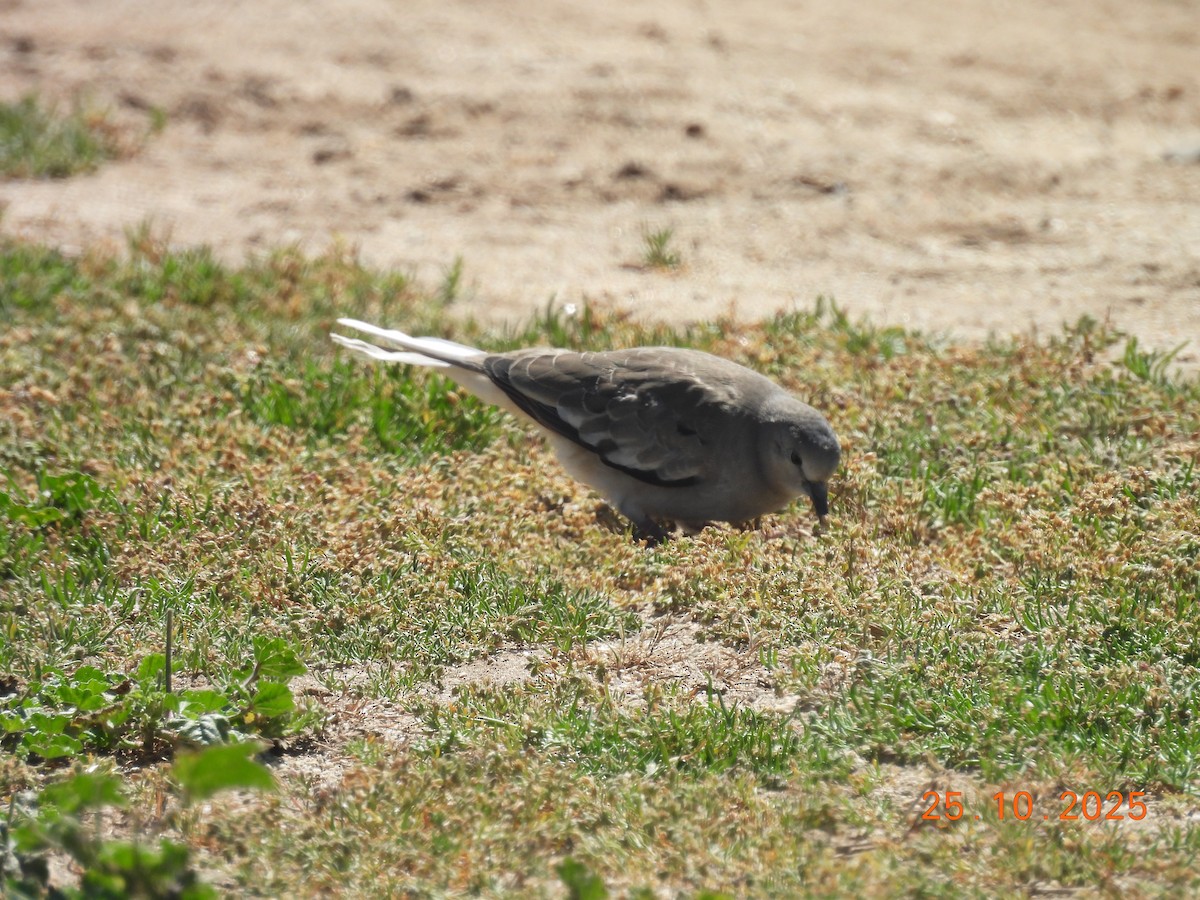 holoubek pikui - ML646546838