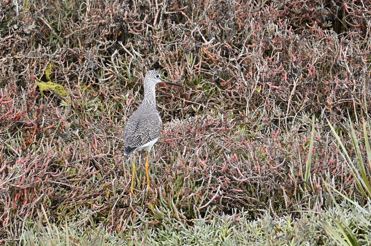 Greater Yellowlegs - ML646546839