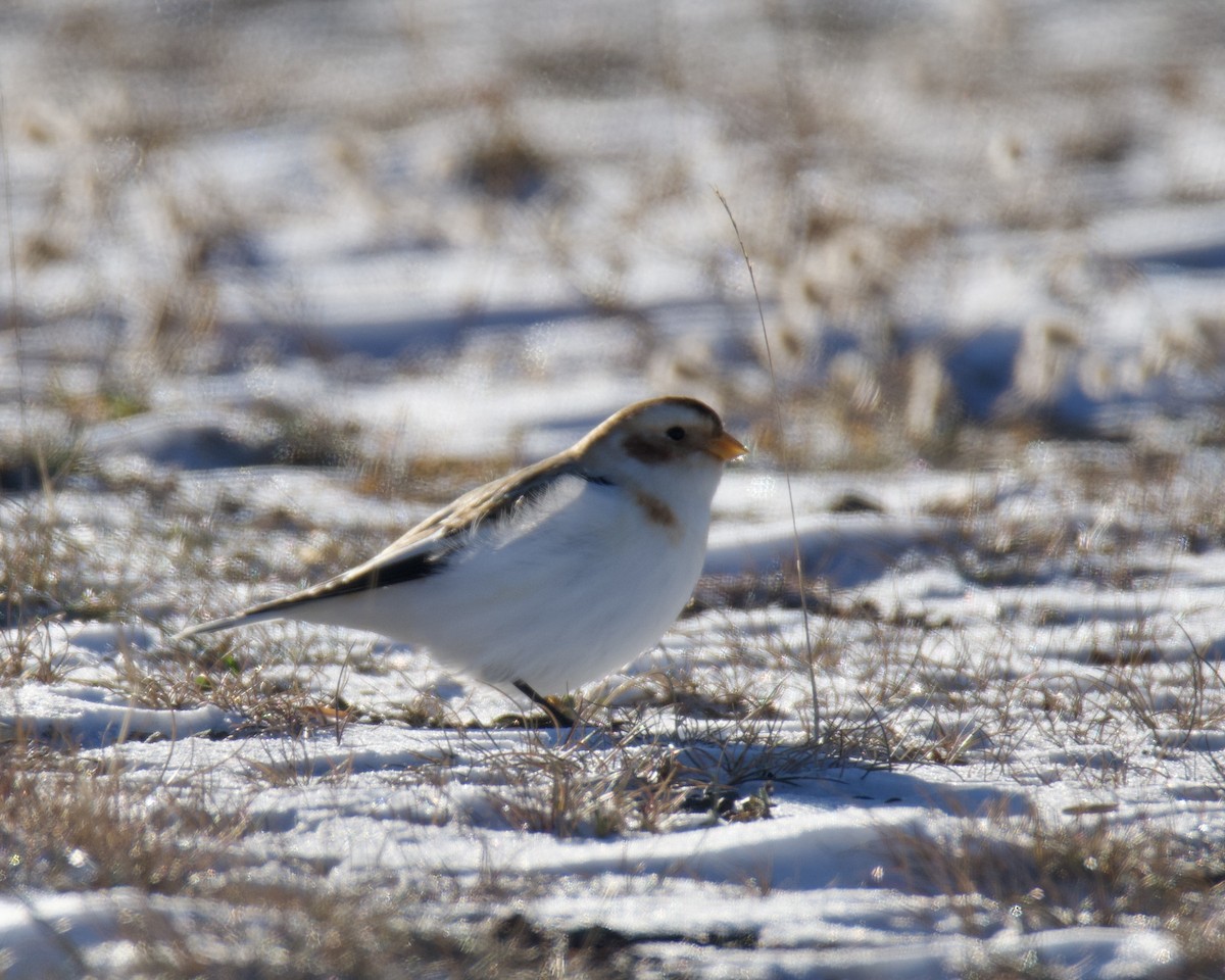 Пуночка - ML646546840