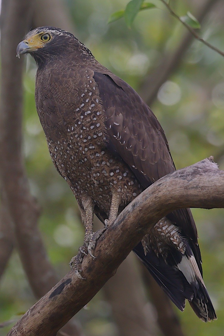 Haubenschlangenadler [cheela-Gruppe] - ML646546841