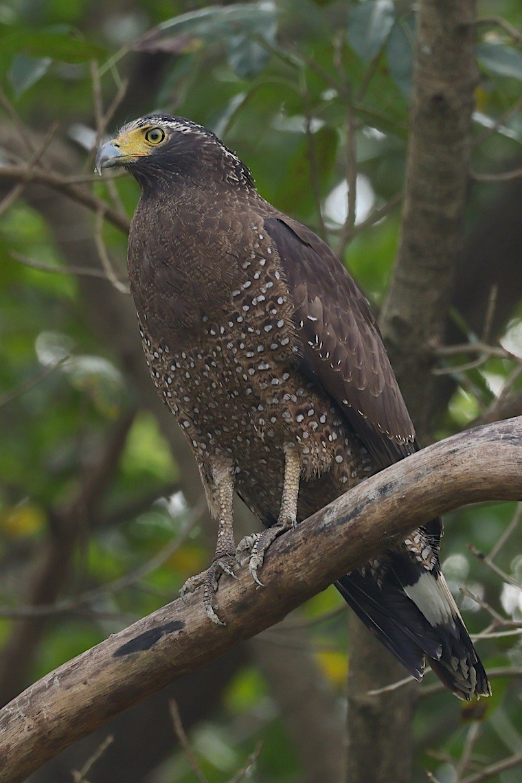 Haubenschlangenadler [cheela-Gruppe] - ML646546842