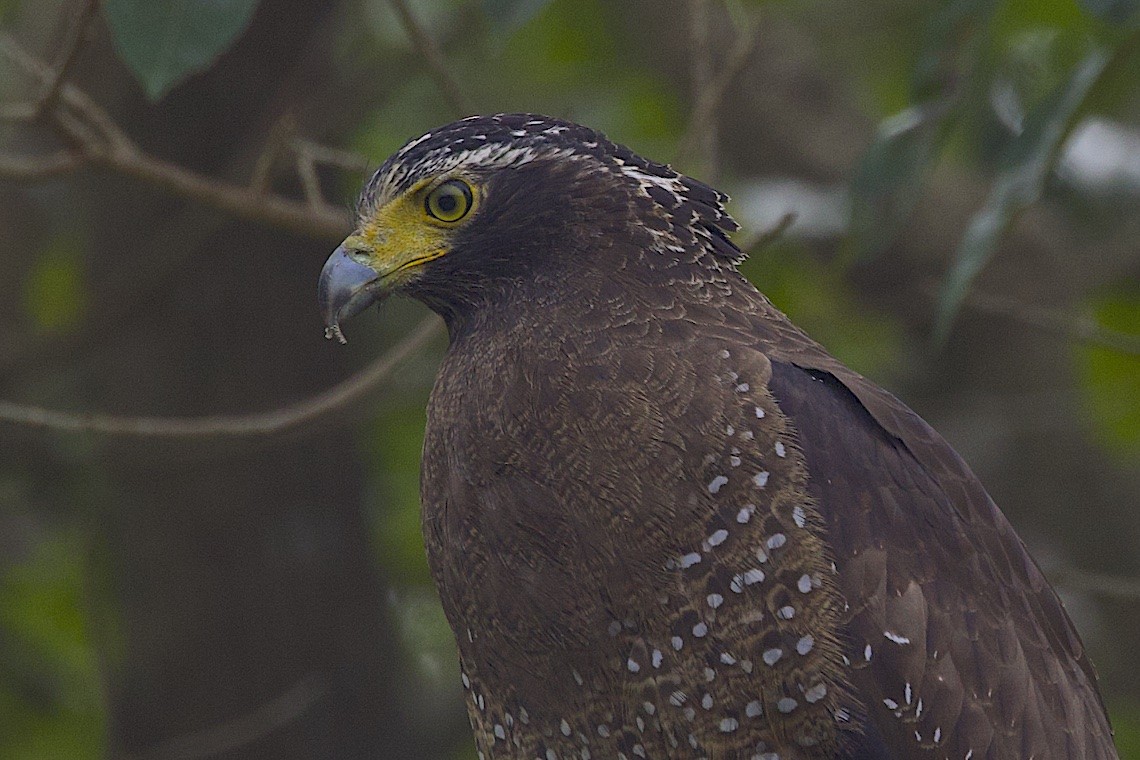 Haubenschlangenadler [cheela-Gruppe] - ML646546843