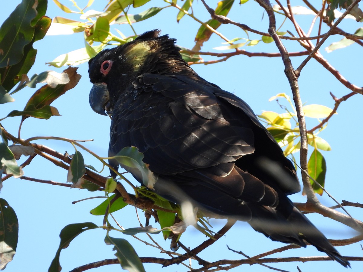 Yellow-tailed Black-Cockatoo - ML646546845