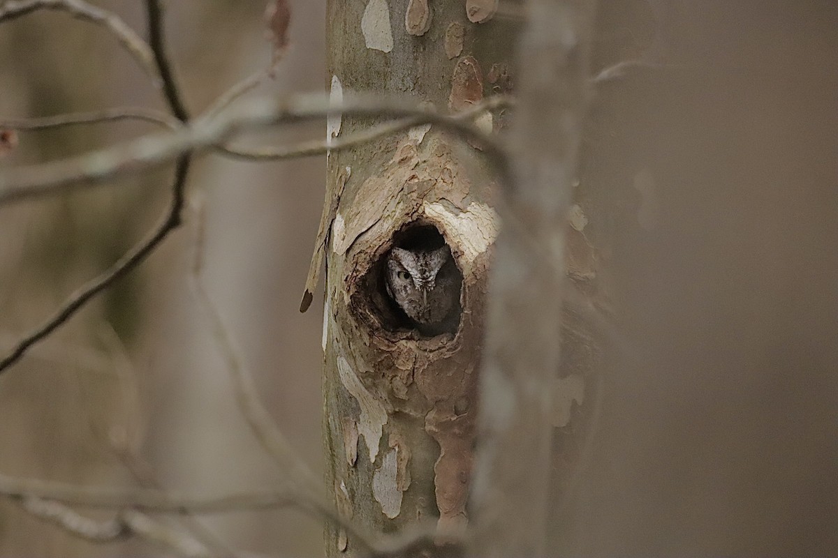 Eastern Screech-Owl - ML646546847
