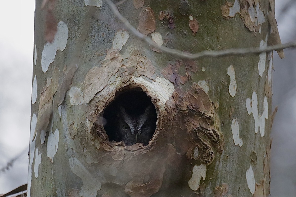 Eastern Screech-Owl - ML646546848