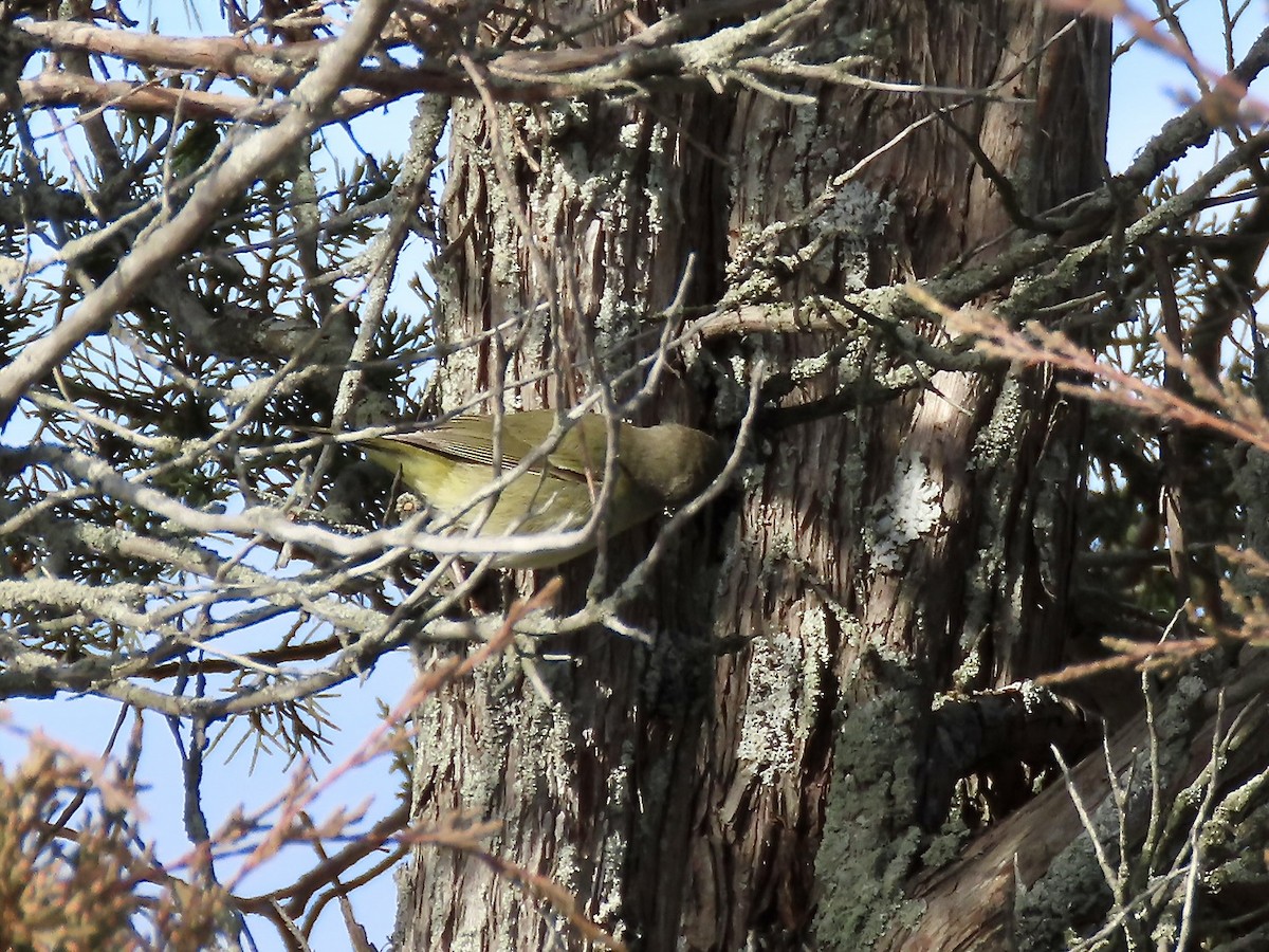 Orange-crowned Warbler - ML646546849
