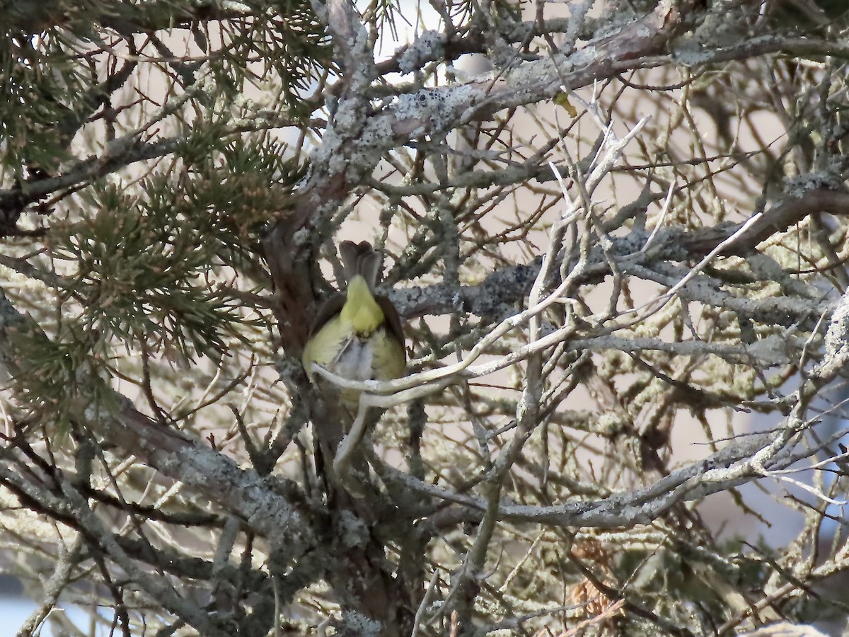 Orange-crowned Warbler - ML646546850
