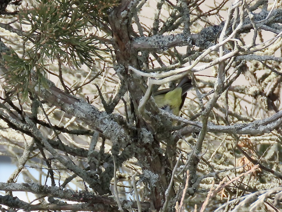 Orange-crowned Warbler - ML646546851