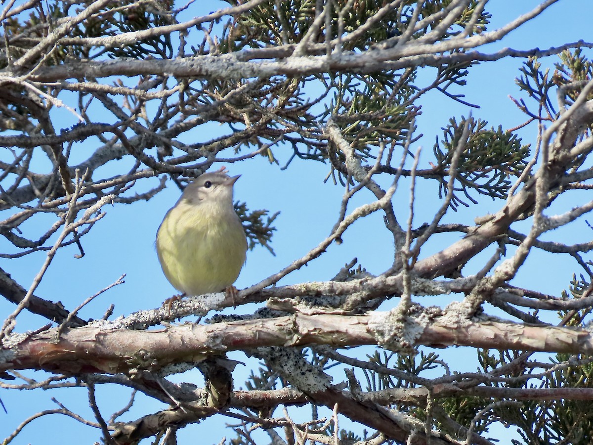 Orange-crowned Warbler - ML646546852