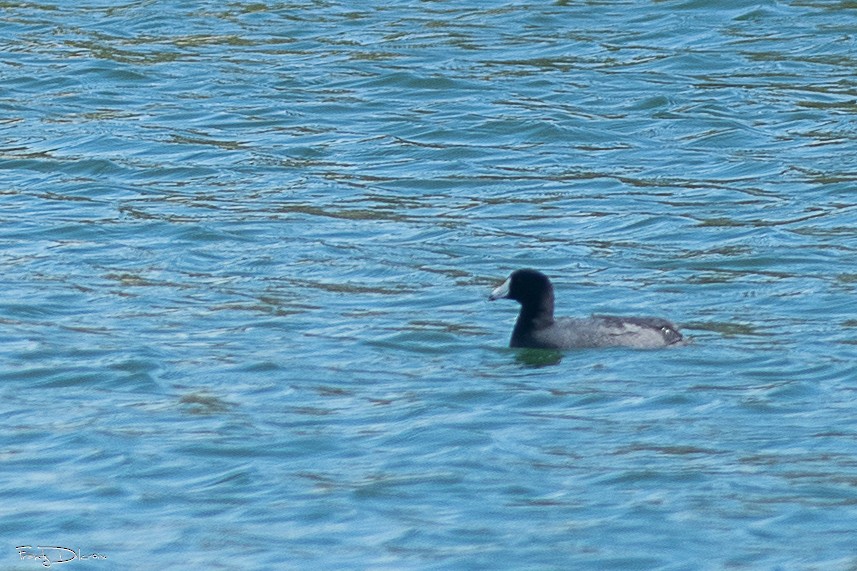 Kopetazuri amerikarra - ML646546855