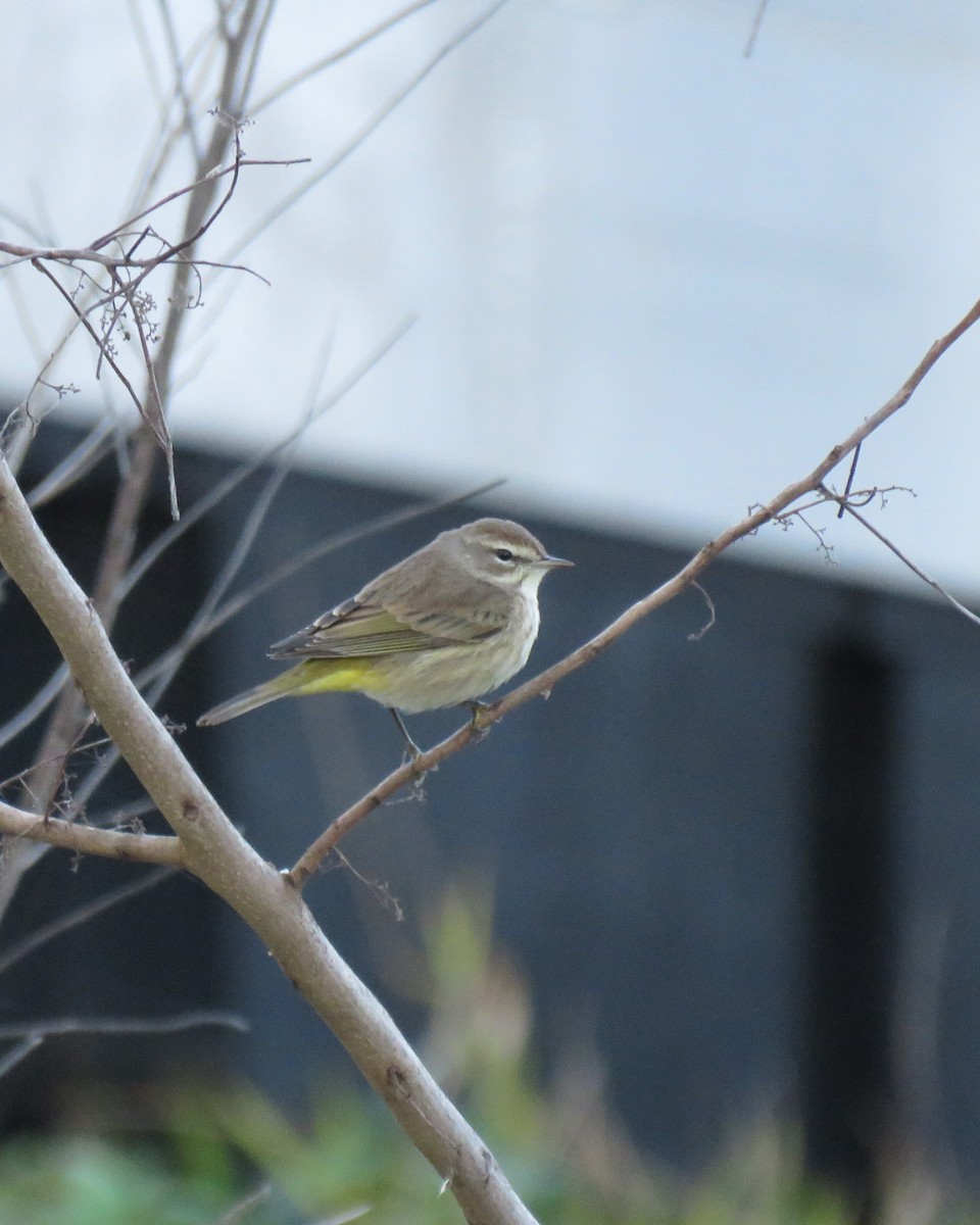 Palm Warbler - ML646546857