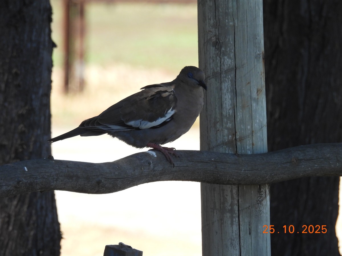 West Peruvian Dove - ML646546860