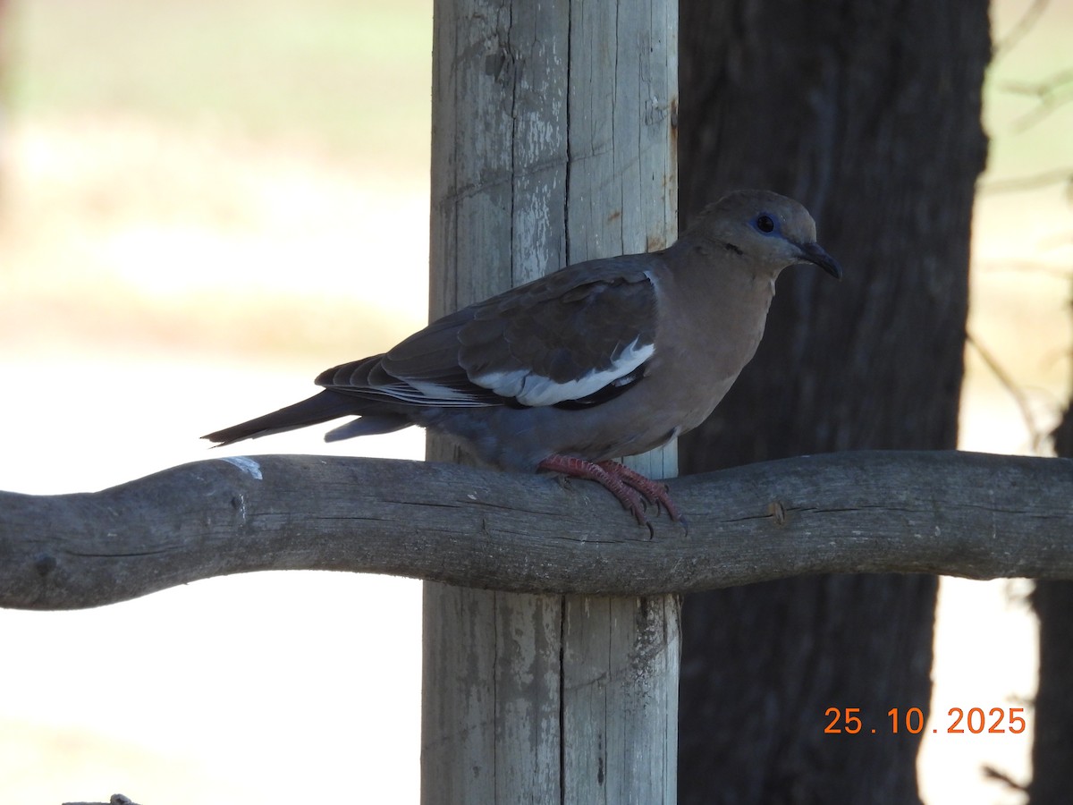 West Peruvian Dove - ML646546861